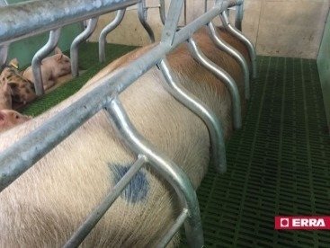 Paridera Erra galvanizada con balancines Modelo R (9) Paridera Erra galvanizada con balancines Modelo R (9)