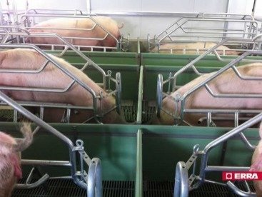 Paridera Erra galvanizada sin balancines Modelo R (8) Paridera Erra galvanizada sin balancines Modelo R (8)