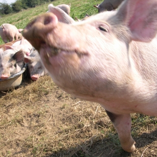 Jean-François  VINCENT